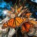 Mariposas monarca, el espectáculo de los bosques de oyamel. AMEXI