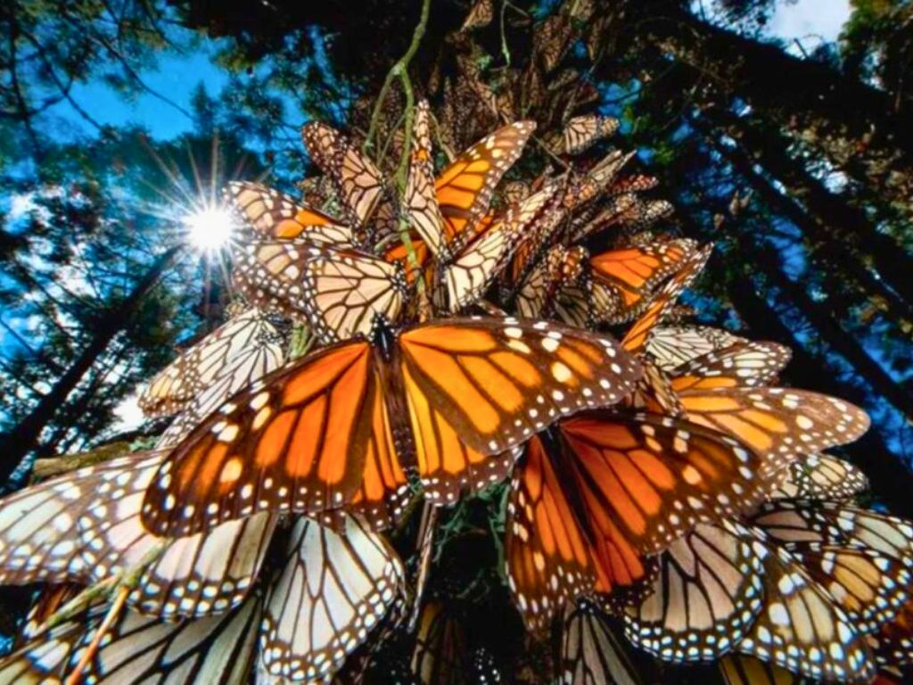 Mariposas monarca, el espectáculo de los bosques de oyamel. AMEXI