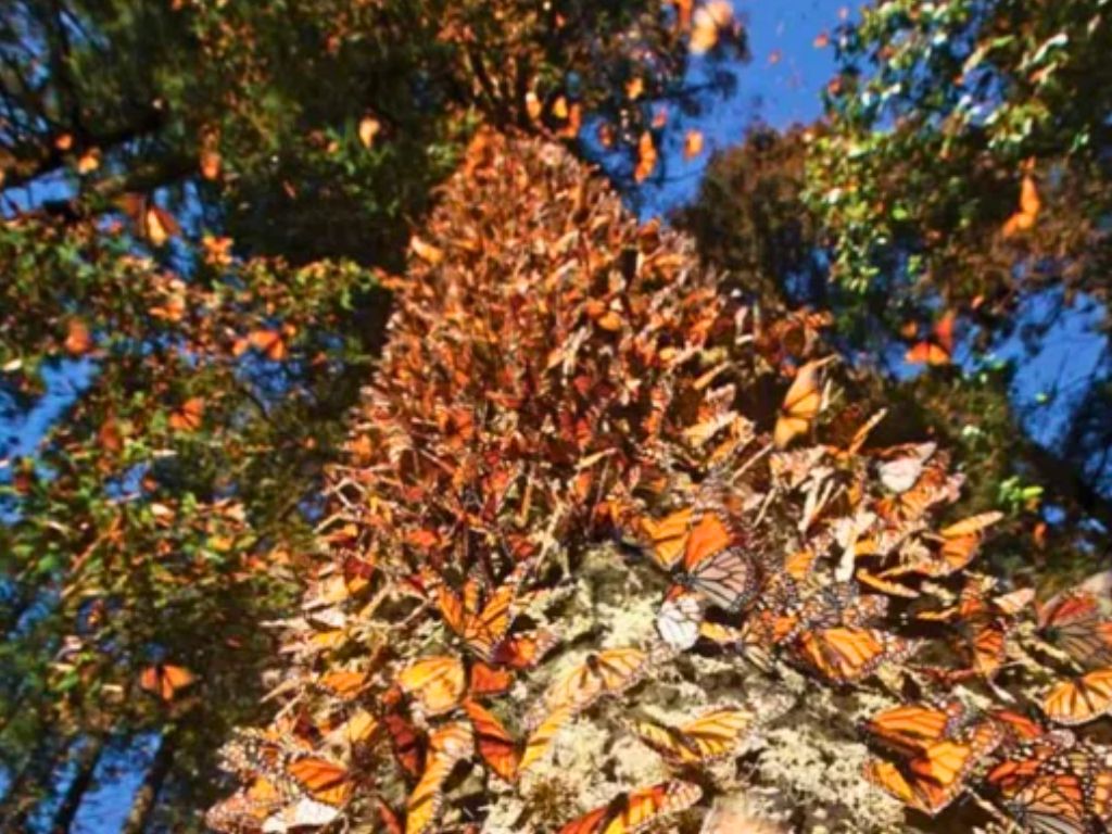Mariposas monarca tapiz negro y naranja. AMEXI