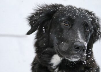 Perro en un ambiente invernal, símbolo del cuidado y protección de las mascotas durante la temporada de frío.
