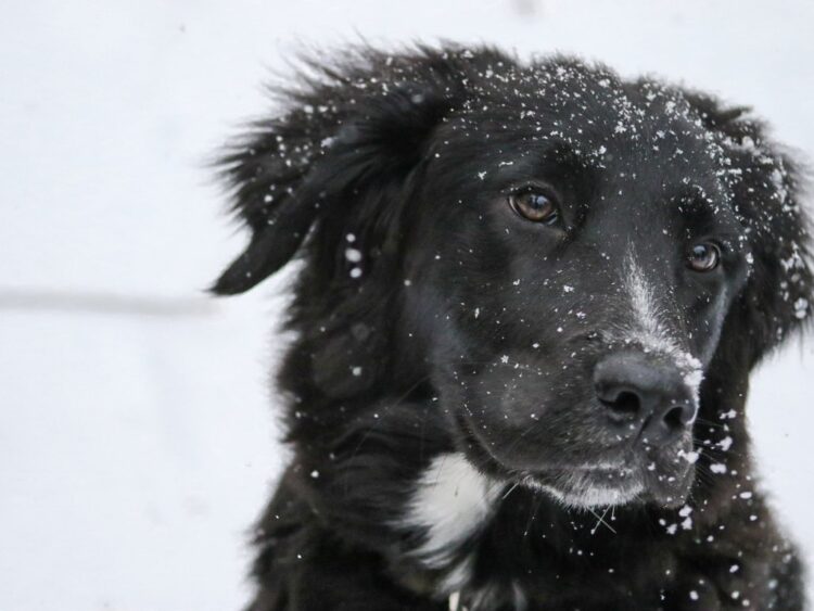 Perro en un ambiente invernal, símbolo del cuidado y protección de las mascotas durante la temporada de frío.