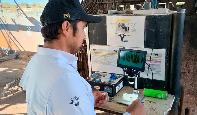 México-EU, sin acuerdo para la reapertura de la frontera ganadera