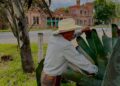 Tlachiquero extrayendo aguamiel del maguey en Milpa Alta durante la producción tradicional de pulque.