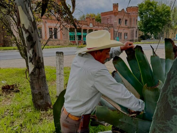 Tlachiquero extrayendo aguamiel del maguey en Milpa Alta durante la producción tradicional de pulque.
