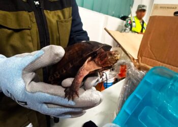 774 Tortugas que eran transportadas ilegalmente, aseguradas en el aeropuerto de Tijuana. AMEXI Foto X Profepa