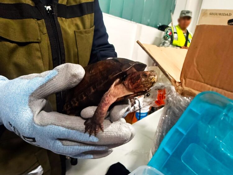 774 Tortugas que eran transportadas ilegalmente, aseguradas en el aeropuerto de Tijuana. AMEXI Foto X Profepa