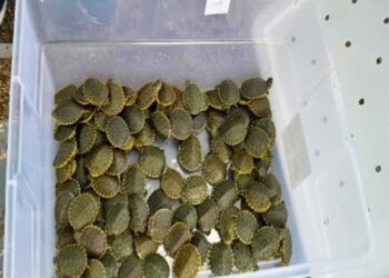 Tráfico de tortugas en Chiapas: detienen a hombre con más de tres mil ejemplares