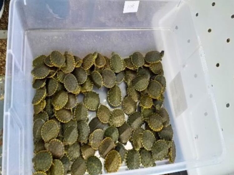 Tráfico de tortugas en Chiapas: detienen a hombre con más de tres mil ejemplares