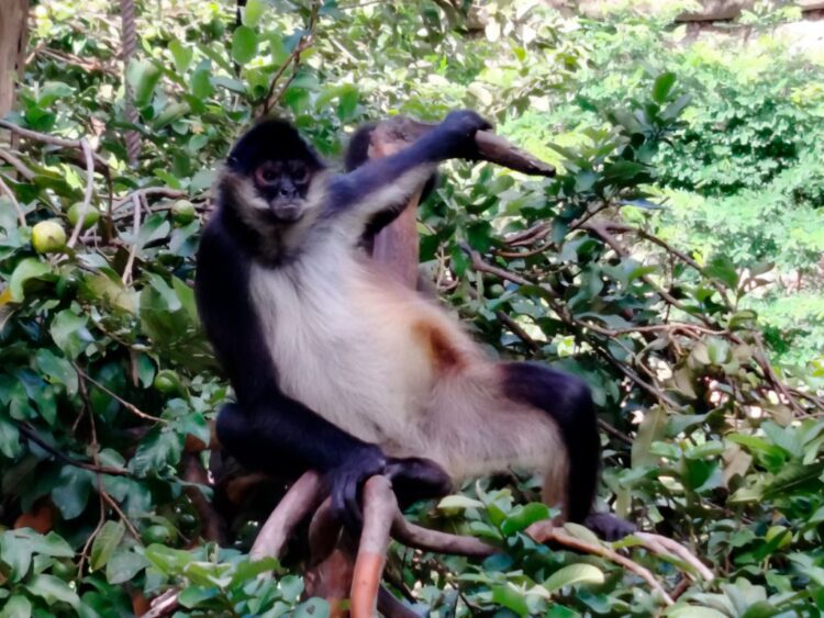 Zoológico de Puerto Vallarta