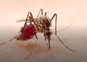 232 casos de dengue en Oaxaca: 3 muertos