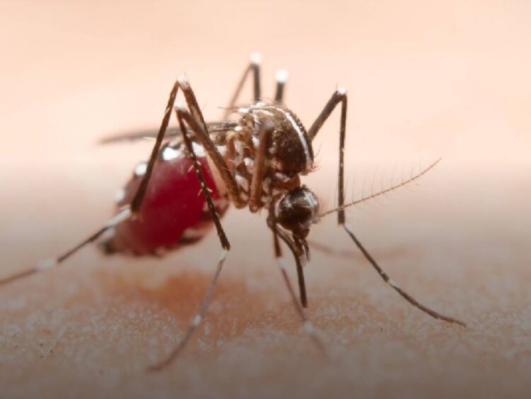 232 casos de dengue en Oaxaca: 3 muertos