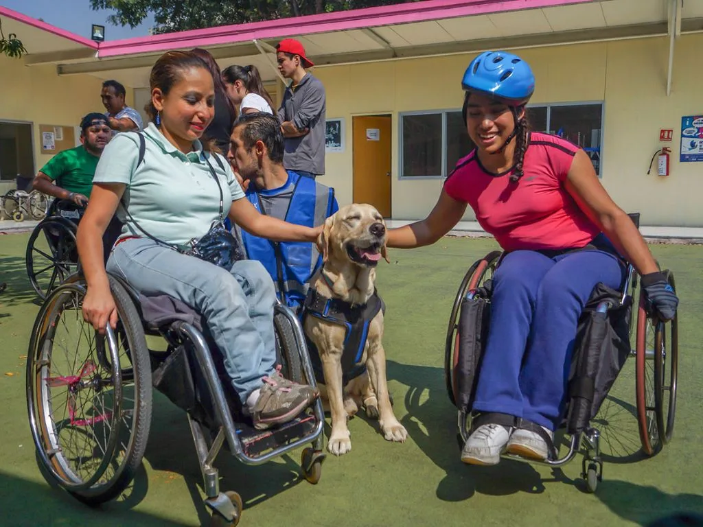 perros de asistencia