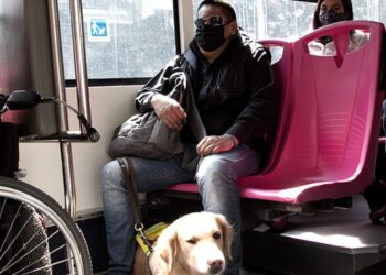 perros de asistencia