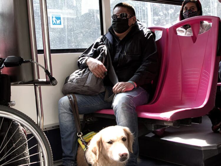 perros de asistencia