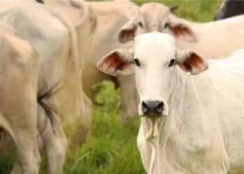 Tratamientos médicos de última generación contra el gusano barrenador