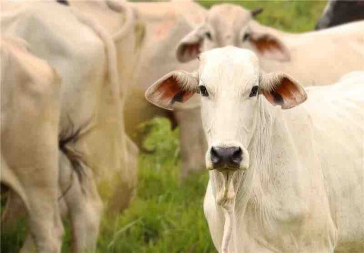 Tratamientos médicos de última generación contra el gusano barrenador