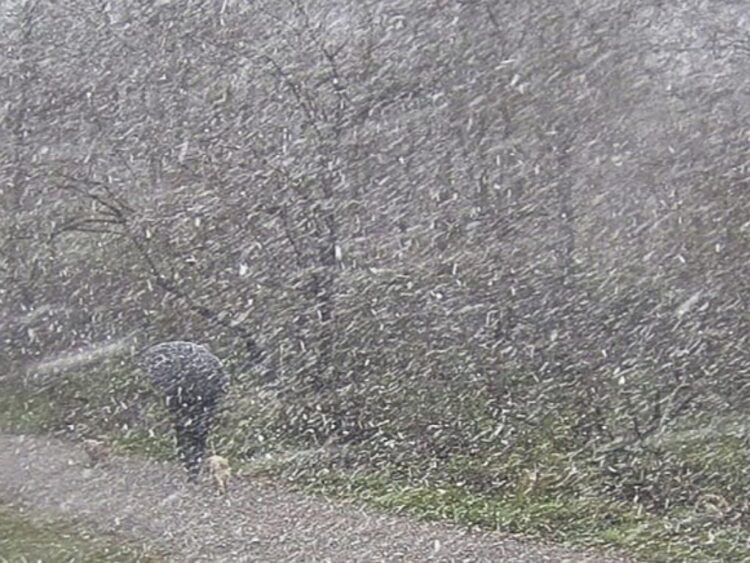 Frente frío 24 traerá lluvias intensas, vientos fuertes y posible caída de nieve | AMEXI/FOTO: RRSS