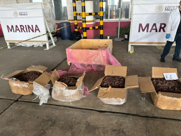 Aseguran en el puerto de Veracruz 96 kilos de ingrediente activo en la Ayahuasca
