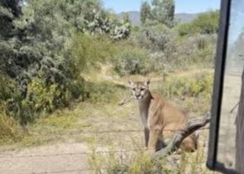 Segundo avistamiento de un puma en Hidalgo