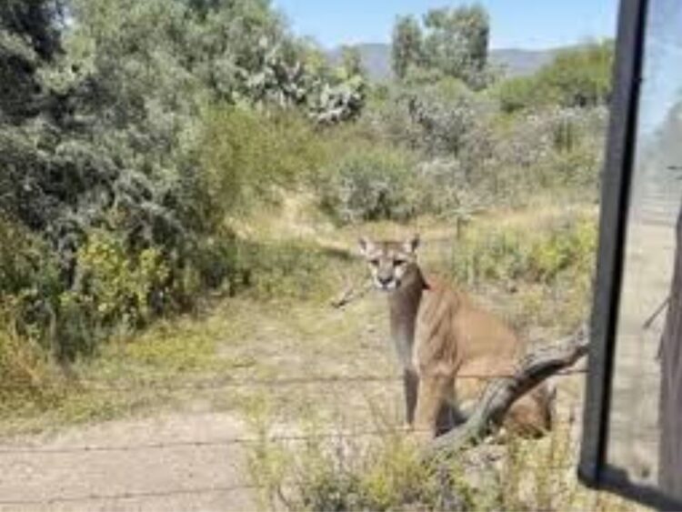 Segundo avistamiento de un puma en Hidalgo