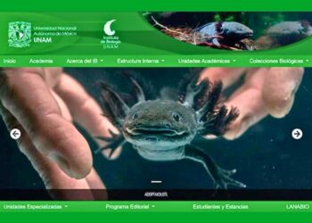 Campaña de protección al ajolote en Xochimilco. AMEXI UNAM