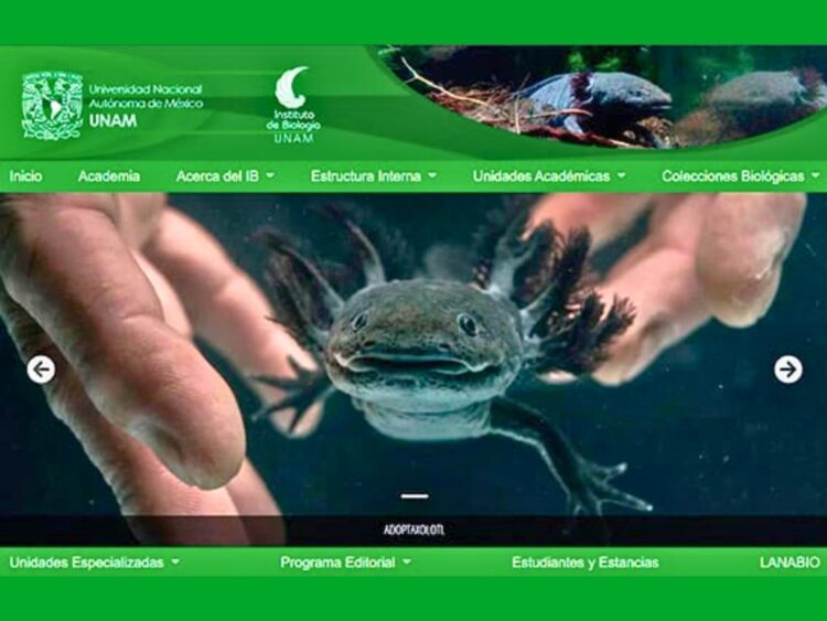 Campaña de protección al ajolote en Xochimilco. AMEXI UNAM