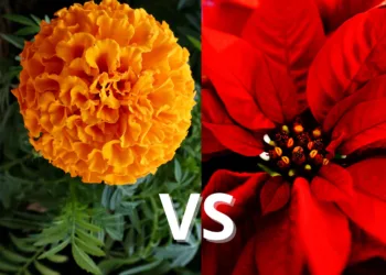 Productores de Nochebuena exhiben plantas rojas y de colores en vivero durante la temporada navideña en México.