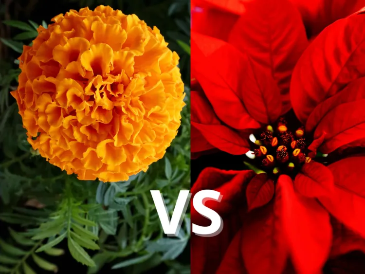 Productores de Nochebuena exhiben plantas rojas y de colores en vivero durante la temporada navideña en México.