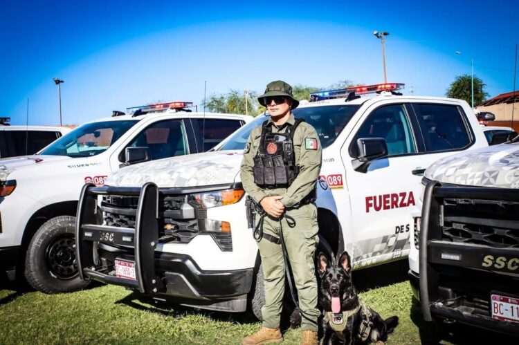 Decomisan en Baja California más de 470 armas y captura a 10 objetivos clave en 2025