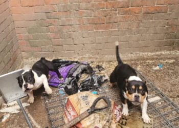 Fiscalía del Edomex rescata 11 caninos en presunto maltrato en Cuautitlán Izcalli