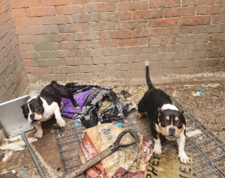 Fiscalía del Edomex rescata 11 caninos en presunto maltrato en Cuautitlán Izcalli