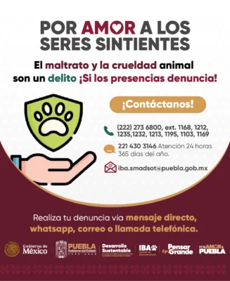 Cancelan en Puebla evento de "cerdito enjabonado" por maltrato animal