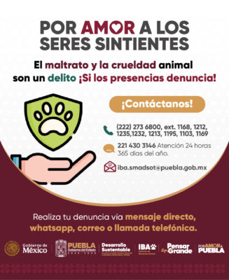 Cancelan en Puebla evento de "cerdito enjabonado" por maltrato animal
