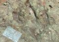 Descubren huellas prehistóricas de dinosaurios en Puebla