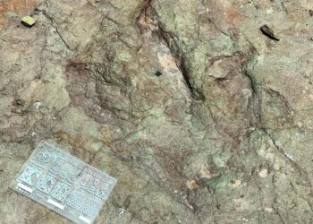 Descubren huellas prehistóricas de dinosaurios en Puebla