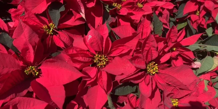 La Navidad en Morelos, fiesta de identidad y tradición