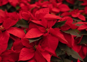 La Navidad no sería la misma sin la flor de Nochebuena y en Michoacán florece con orgullo