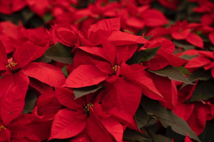 La Navidad no sería la misma sin la flor de Nochebuena y en Michoacán florece con orgullo