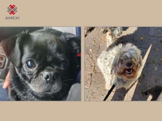 Perros en convivencia