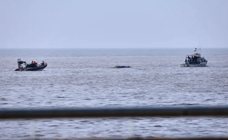 Muere turista extranjera en choque contra una ballena en Puerto Vallarta