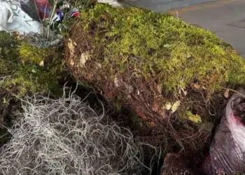 La extracción del musgo y heno para adornar los nacimientos navideños puede dañar los ecosistemas | AMEXI/FOTO: RRSS