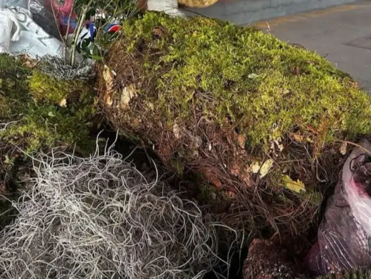 La extracción del musgo y heno para adornar los nacimientos navideños puede dañar los ecosistemas | AMEXI/FOTO: RRSS