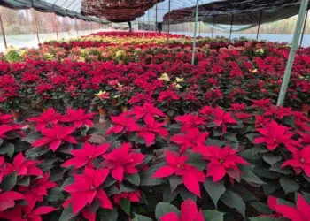 Policía de Oaxaca y FBI rescatan a extranjera victima de red de trata de personas