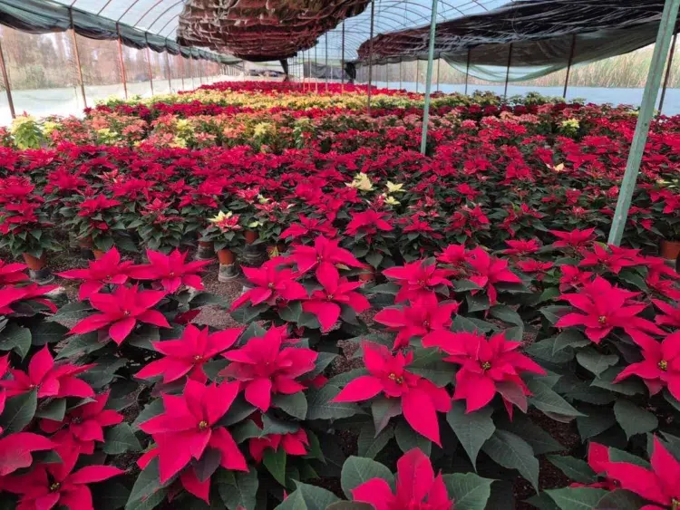 Policía de Oaxaca y FBI rescatan a extranjera victima de red de trata de personas