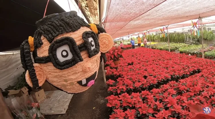 El primer robo gringo a México: las rojas “nochebuenas”