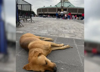 Perrito Peregrino 2025