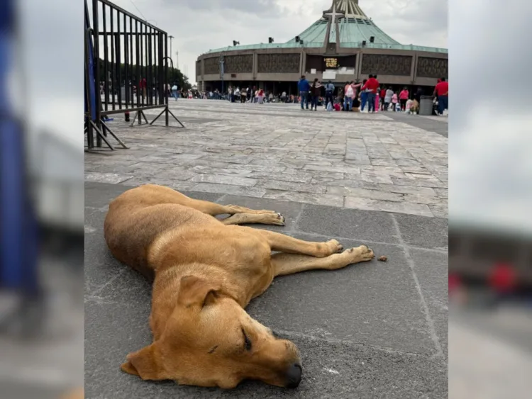 Perrito Peregrino 2025