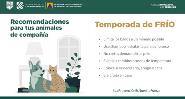 Protege a tus mascotas durante la temporada invernal