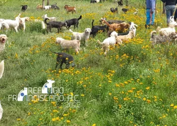 Denuncian desalojo de Refugio Franciscano en la CDMX