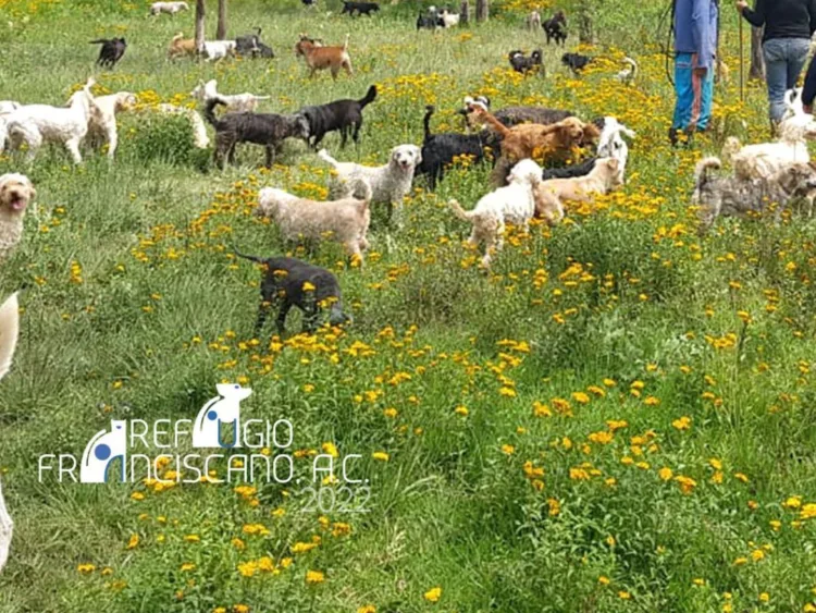 Denuncian desalojo de Refugio Franciscano en la CDMX